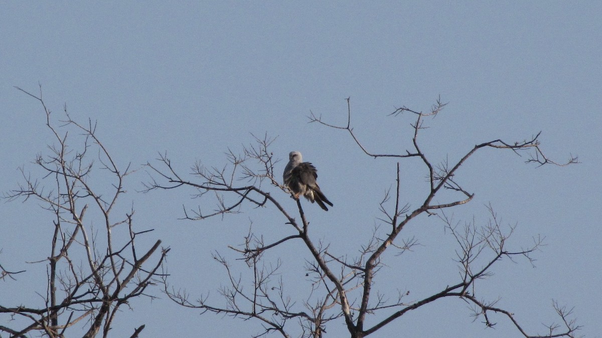 Mississippi Kite - Sheila Sawyer