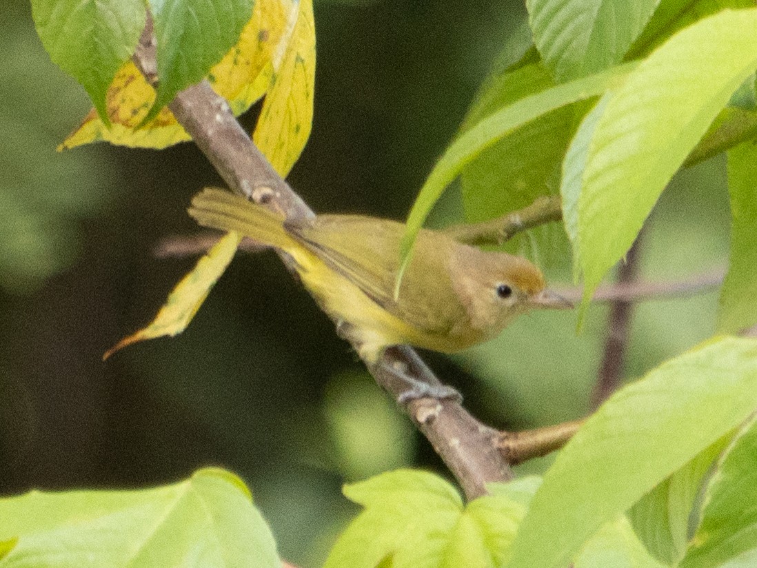 Golden-fronted Greenlet - Rene sun