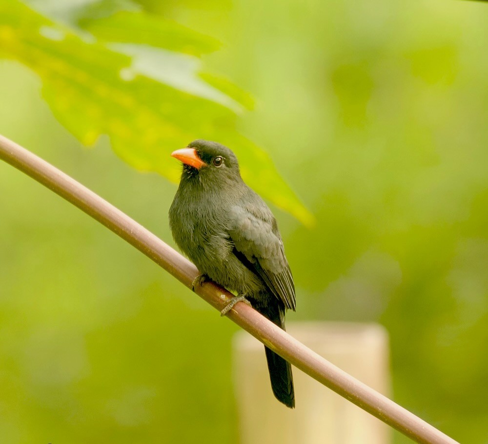 Black-fronted Nunbird - ML619548938