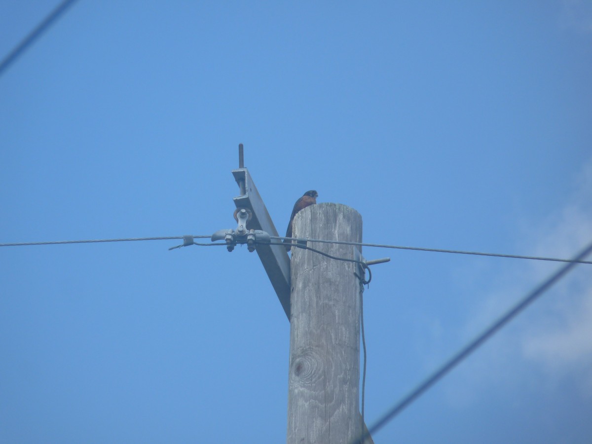 American Kestrel - Mateo Díaz Grau