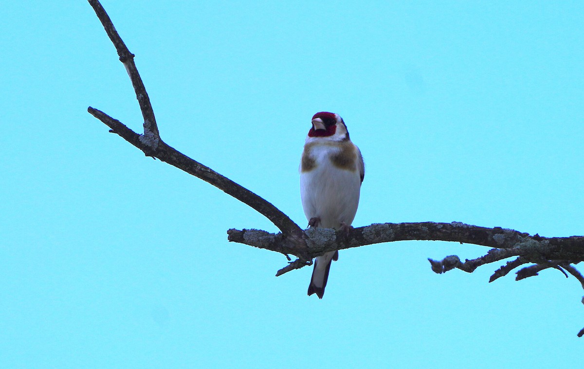 European Goldfinch - Kathryn Kay