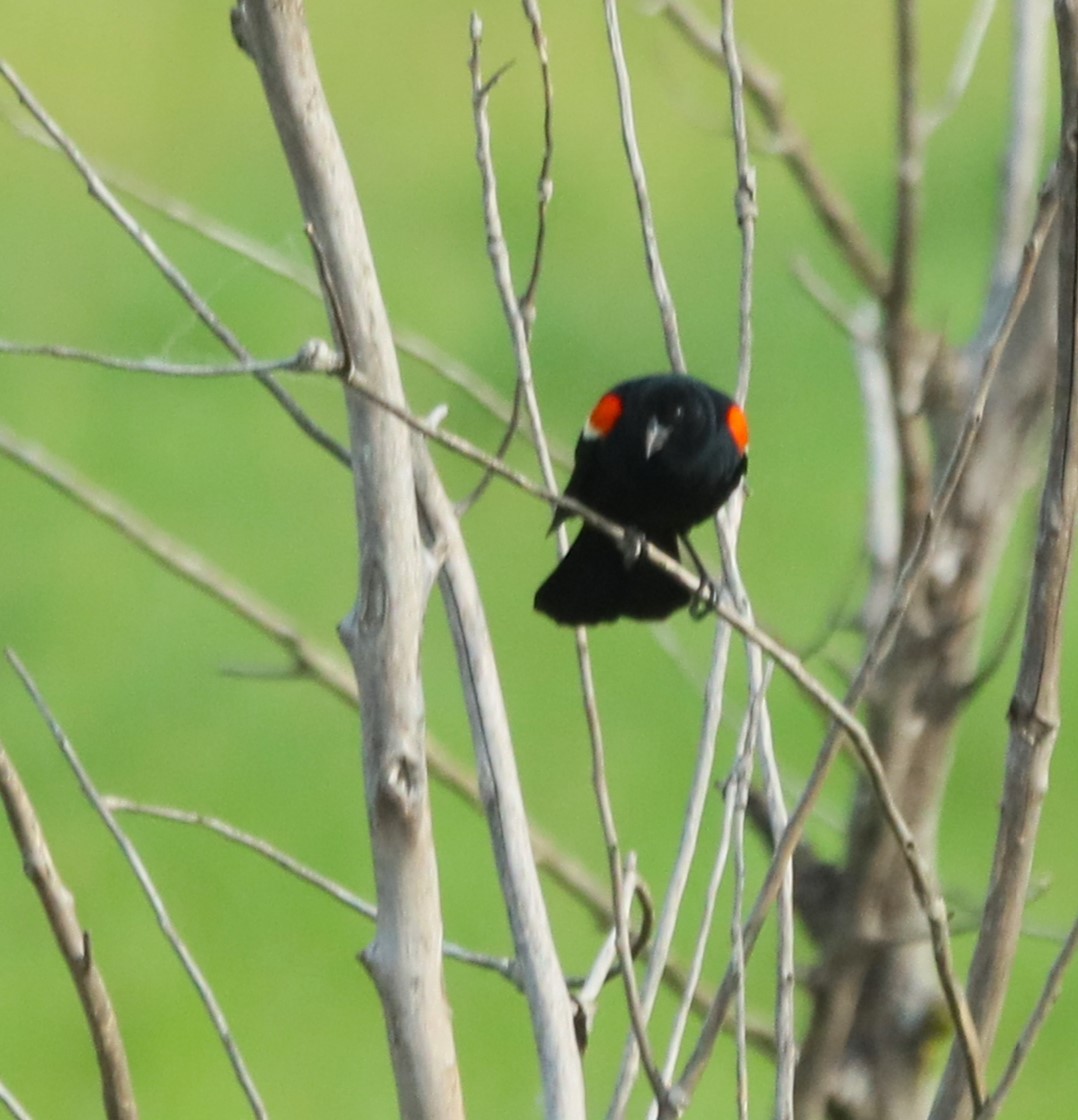 Red-winged Blackbird - Bob Andrini