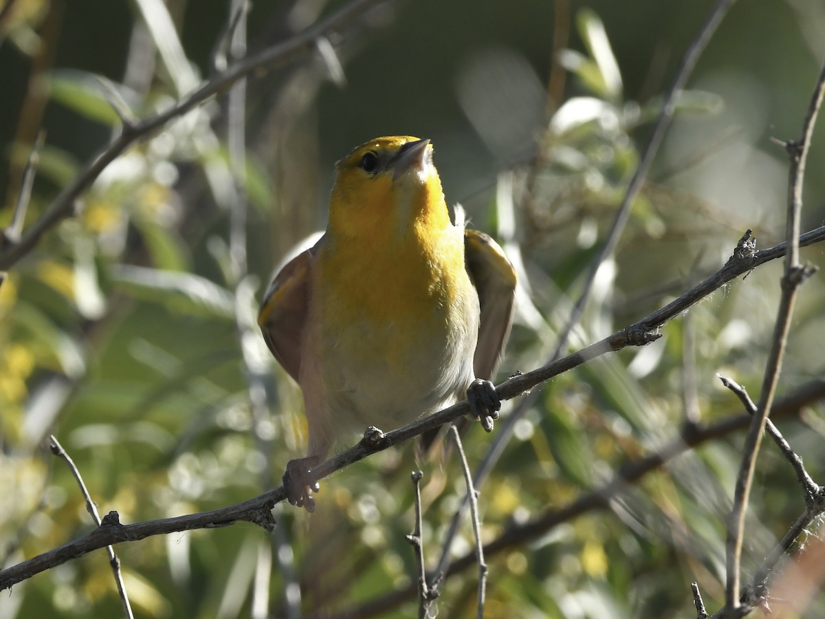 Oriole de Bullock - ML619548952