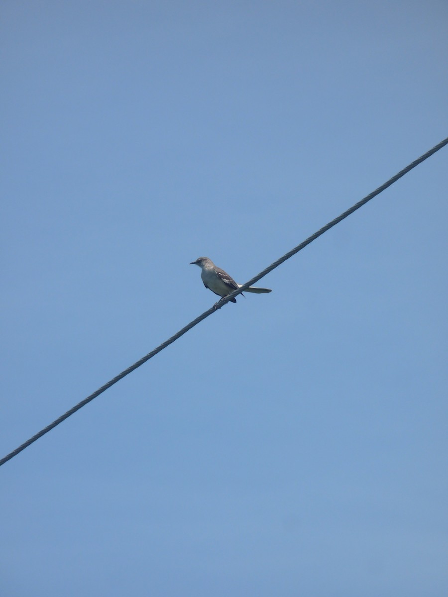 Northern Mockingbird - Mateo Díaz Grau