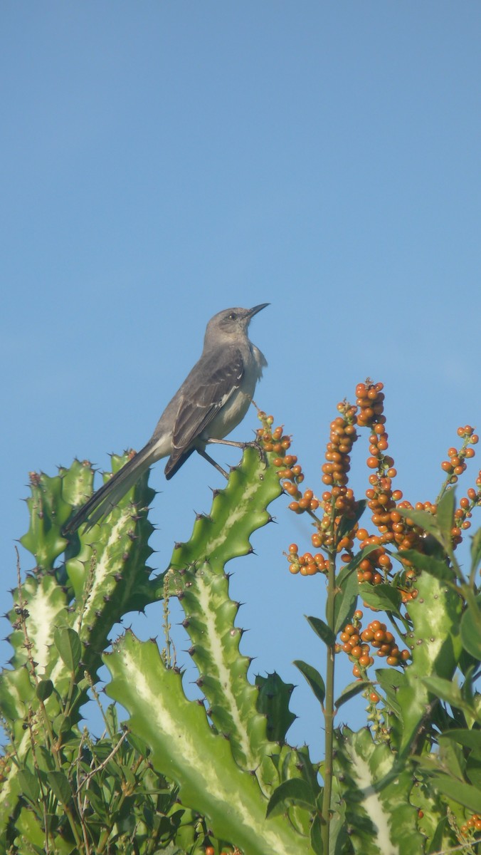 Northern Mockingbird - Mateo Díaz Grau