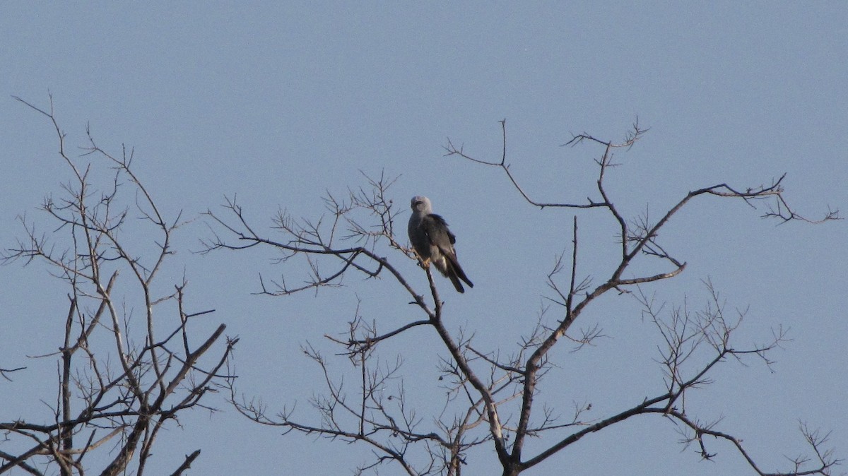 Mississippi Kite - Sheila Sawyer