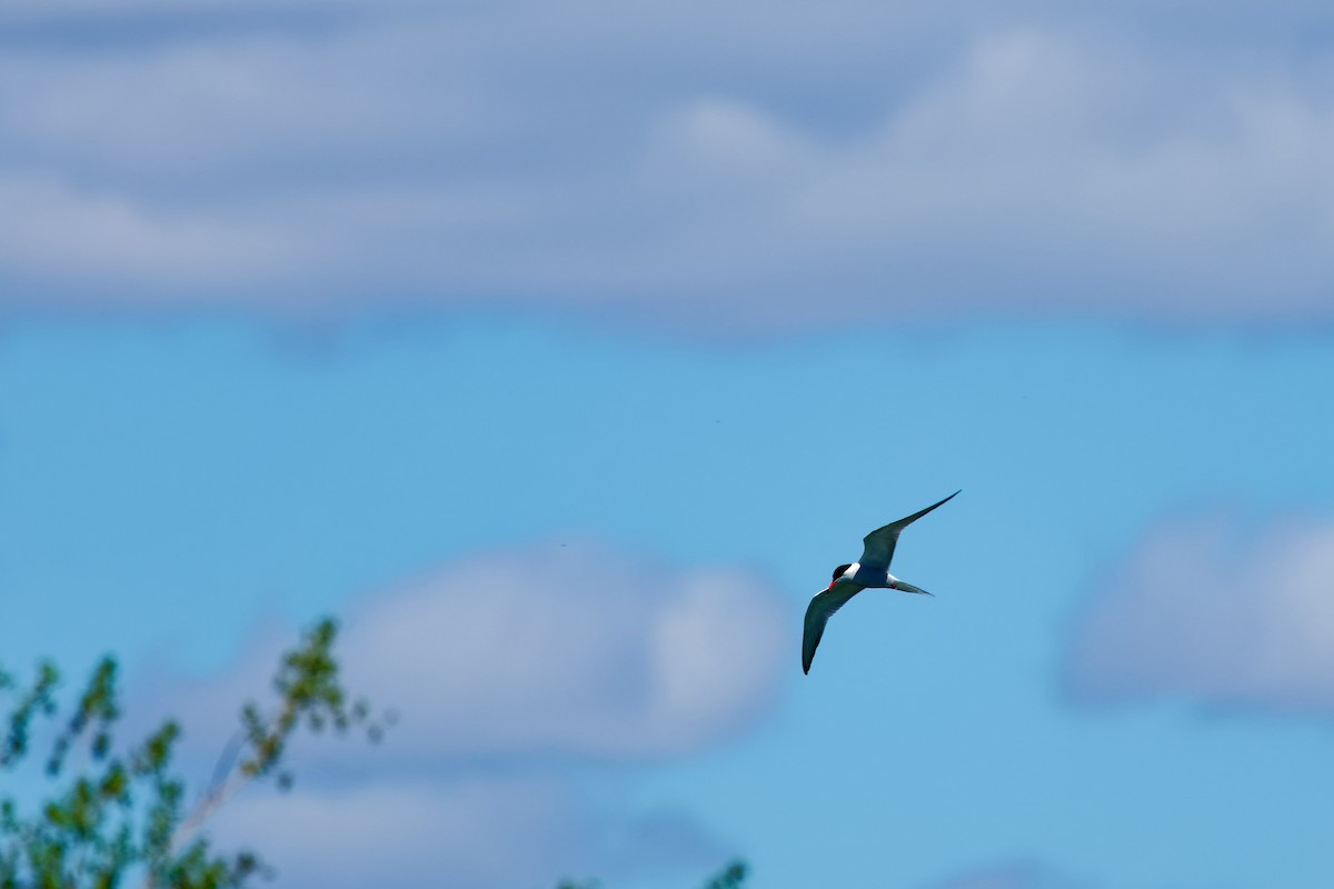 Common Tern - Darry W.