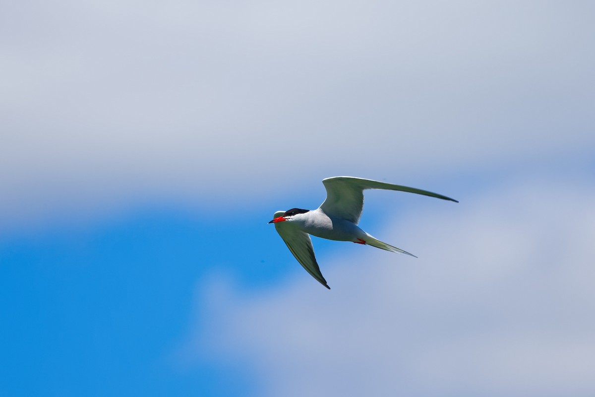 Common Tern - ML619548962