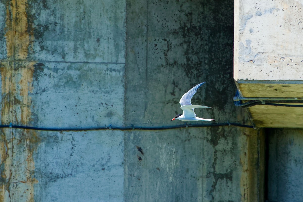 Common Tern - ML619548963