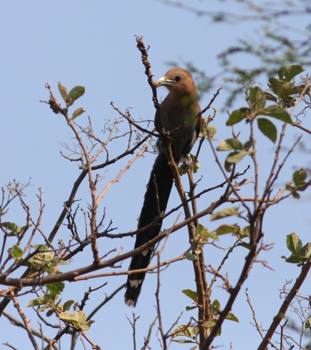 Squirrel Cuckoo - Amy McAndrews