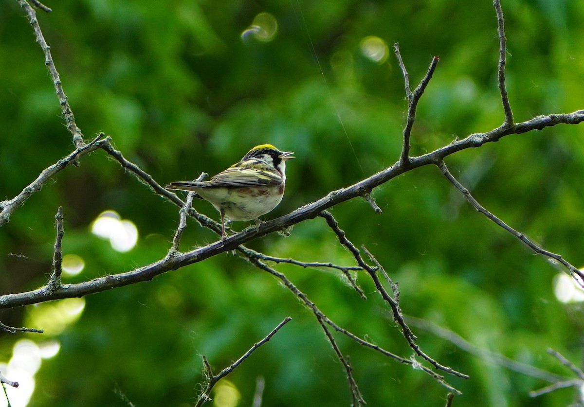 Chestnut-sided Warbler - Kathryn Kay