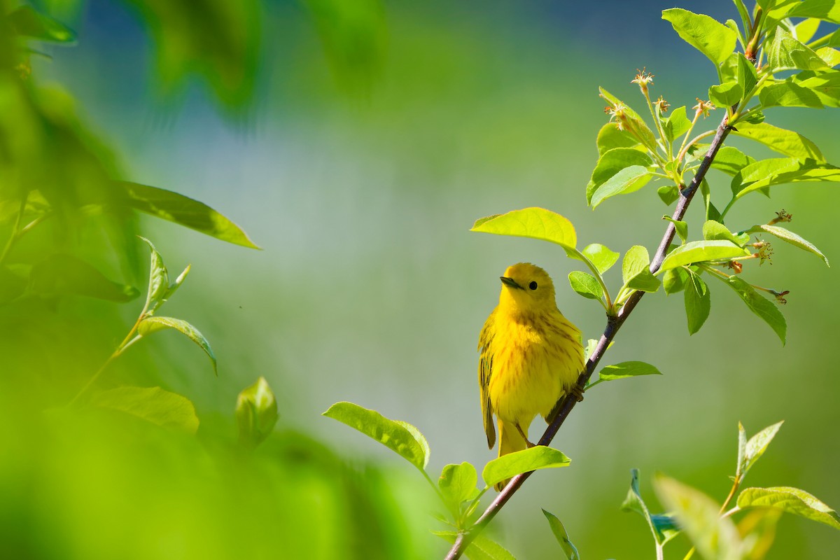 Yellow Warbler - Darry W.