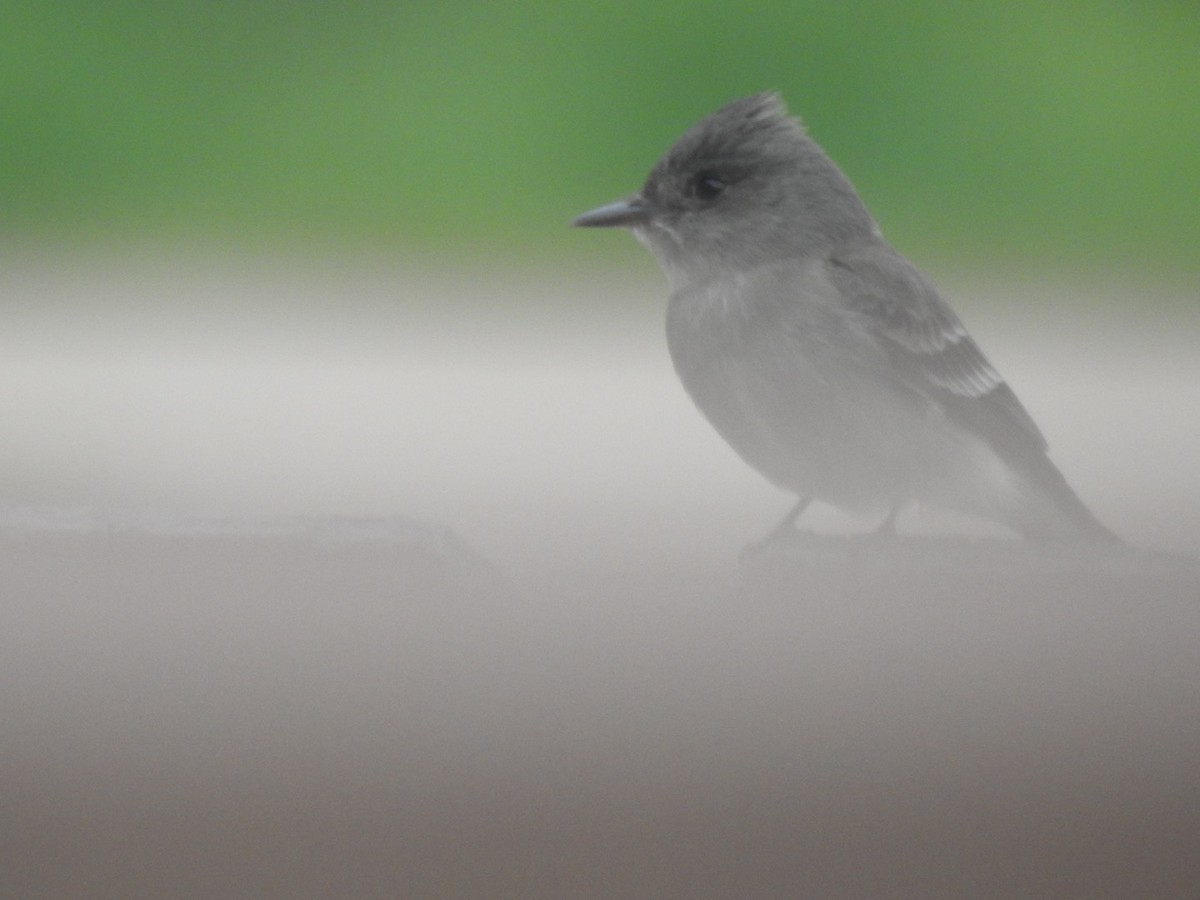 Western Wood-Pewee - Forrest Luke