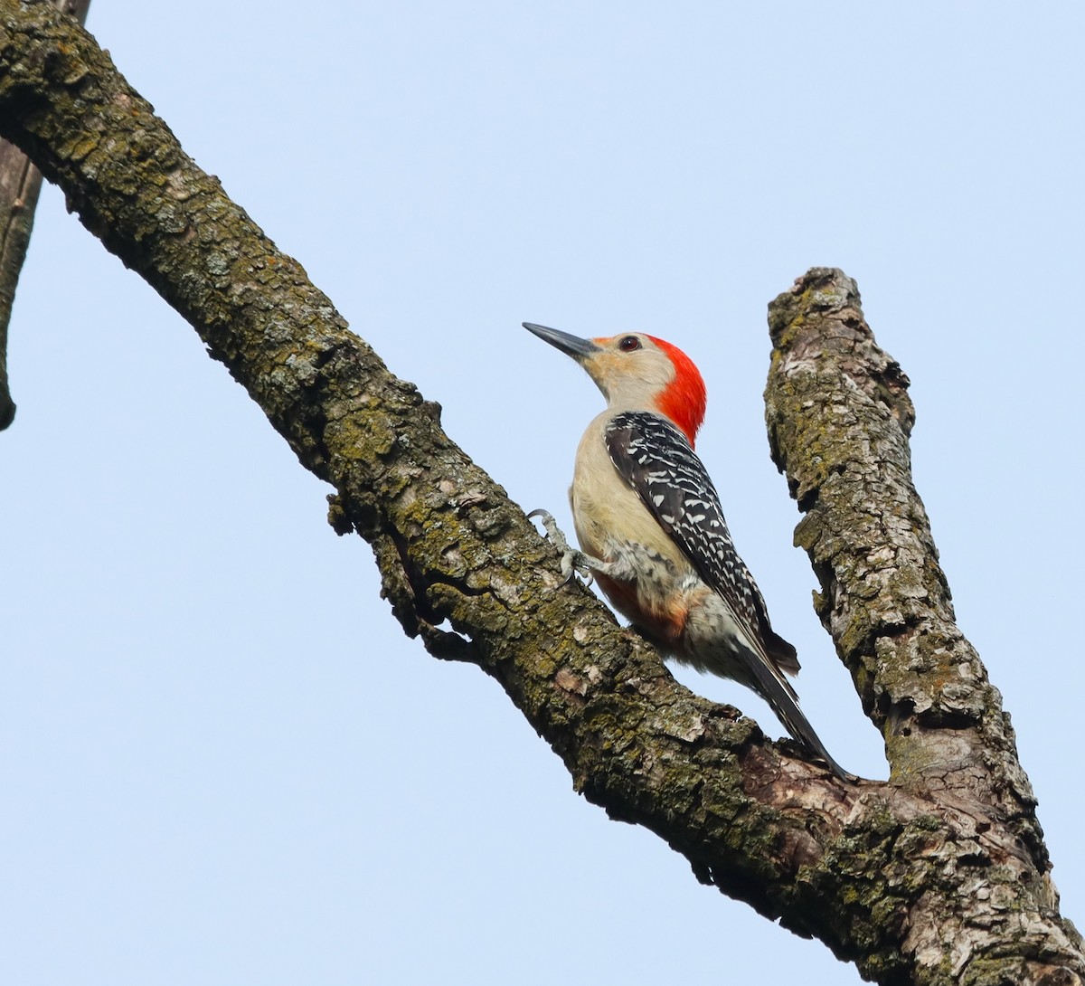 Red-bellied Woodpecker - Bob Andrini