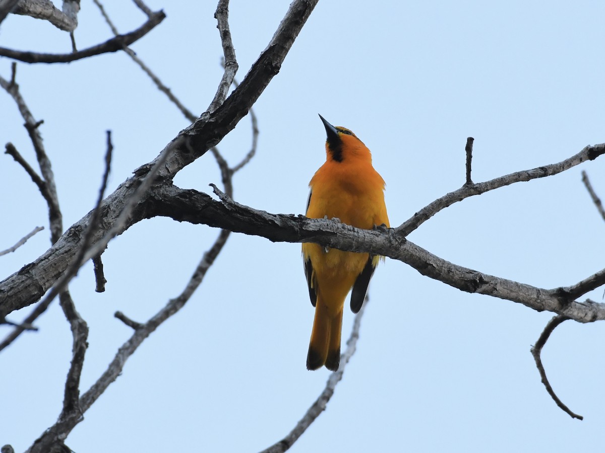 Bullock's Oriole - ML619548975