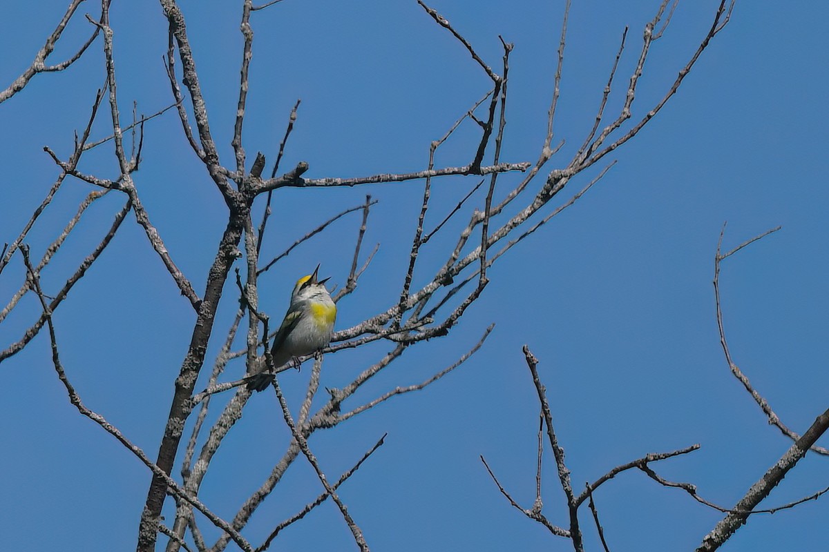 Brewster's Warbler (hybrid) - Ed Poropat