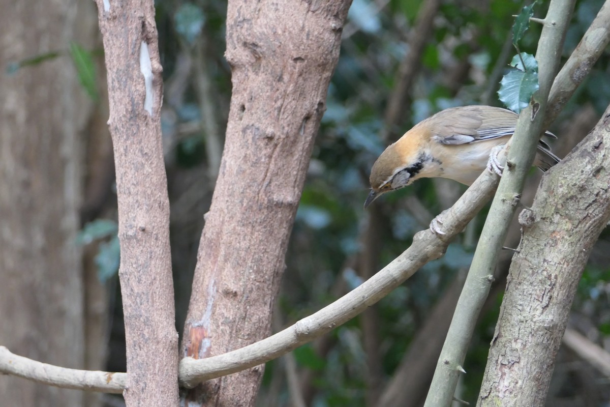 Greater Necklaced Laughingthrush - Nancy Houlihan