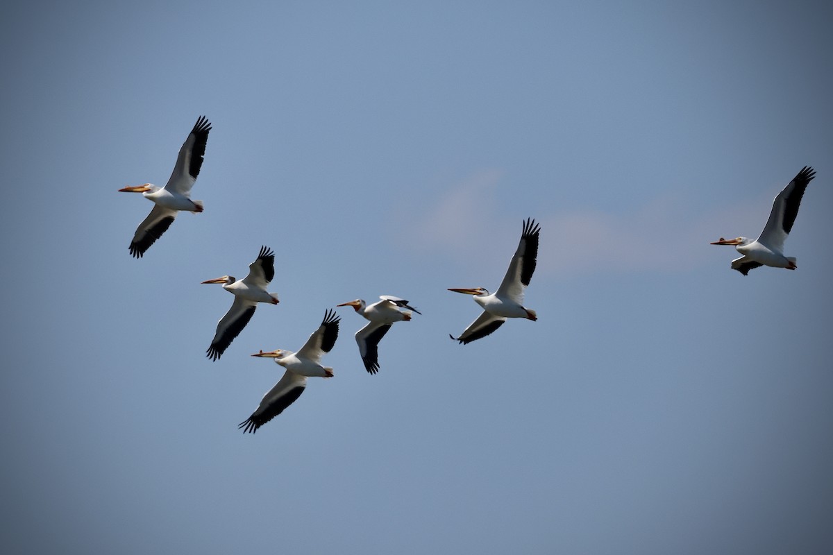 American White Pelican - Eric Leene