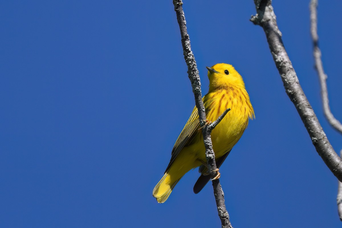 Yellow Warbler - Ed Poropat