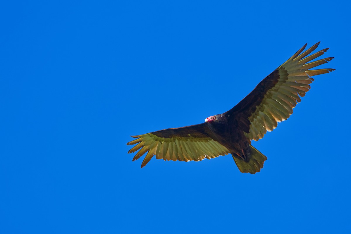 Turkey Vulture - ML619548988