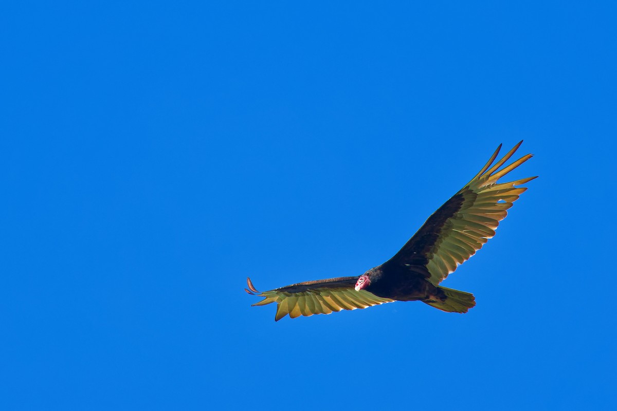 Turkey Vulture - Darry W.