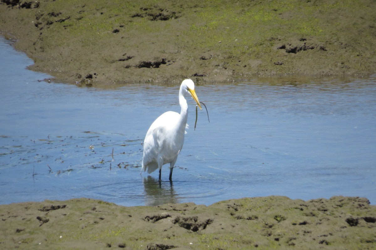 Great Egret - Steve Mesick