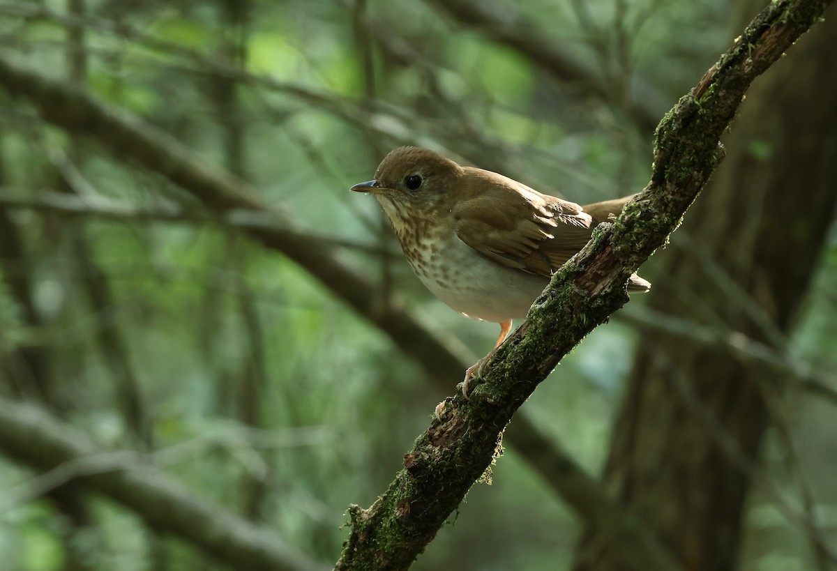 Veery - Grace Simms  🐦‍⬛