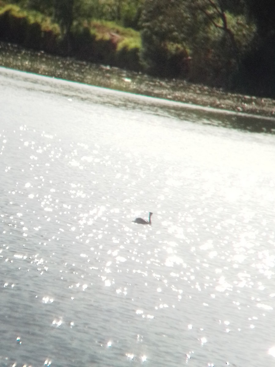 Clark's Grebe - Johann Hernández