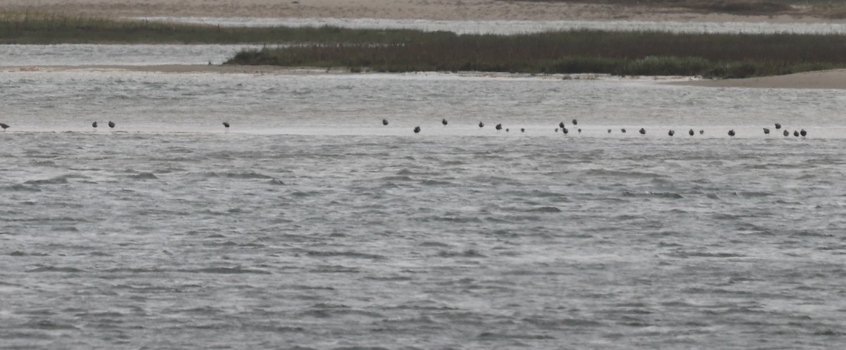 Bécasseau sanderling - ML619549012