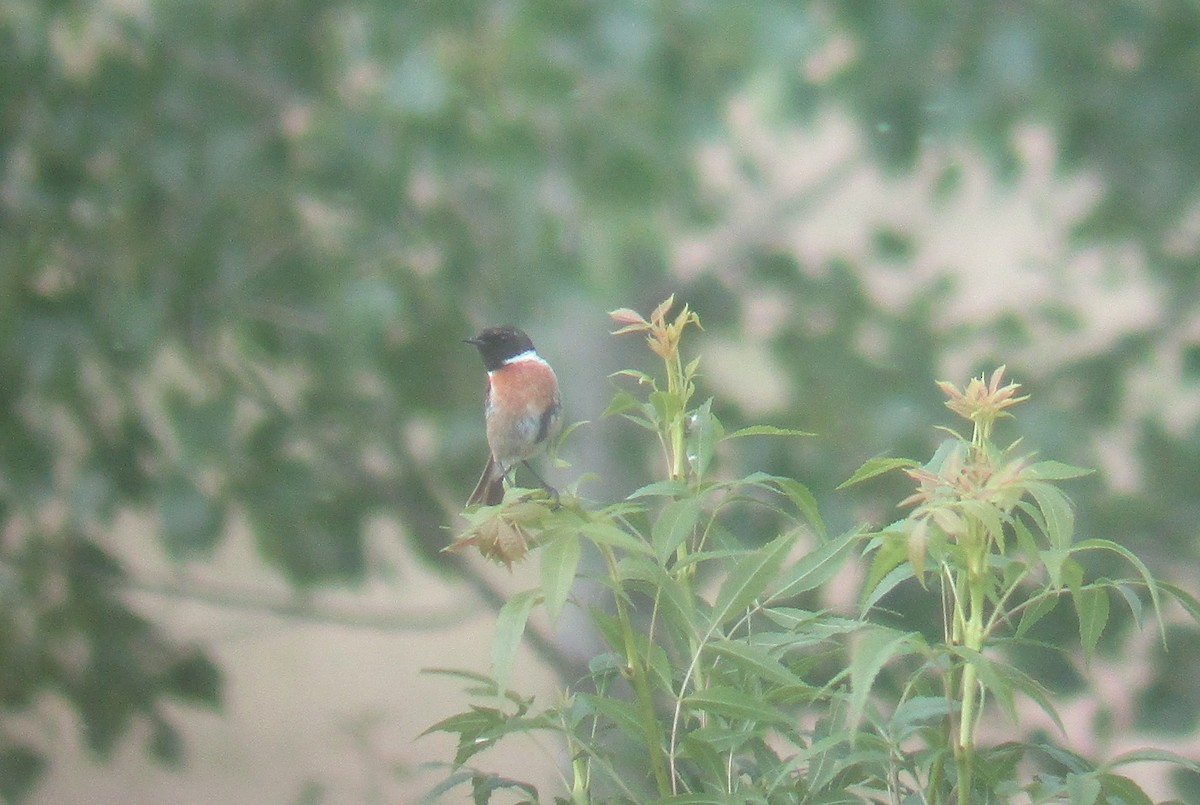 European Stonechat - ML619549020