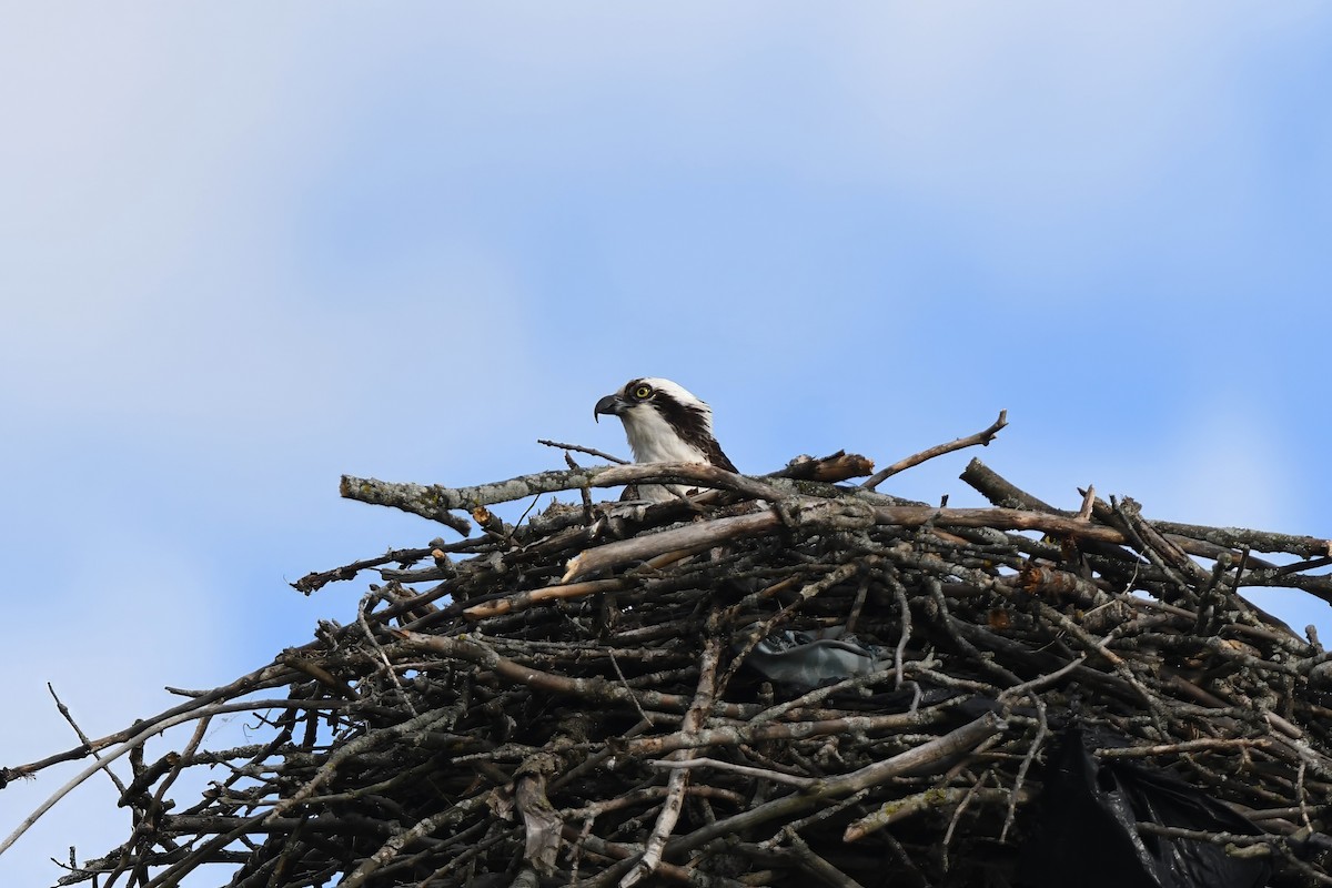 Osprey - Daniel Thibault