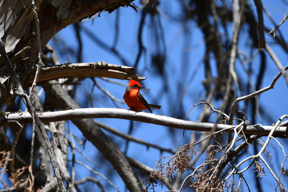 Vermilion Flycatcher - Lael Rudisill