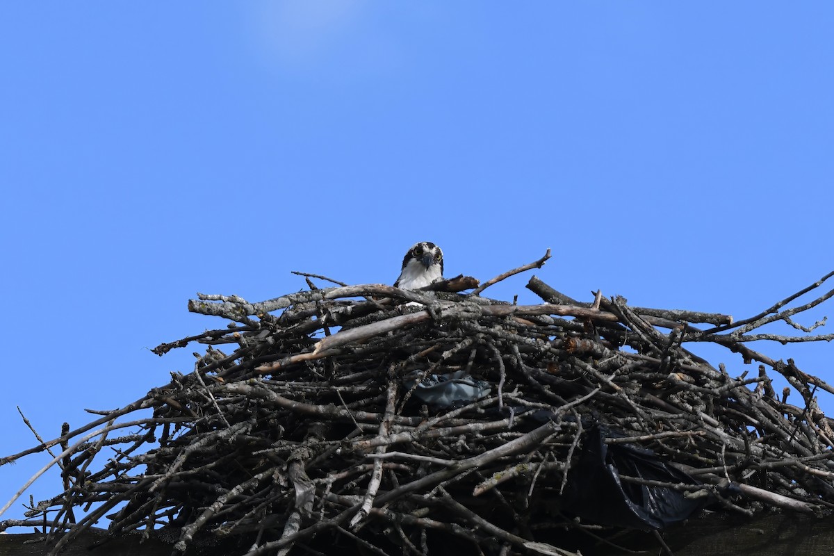 Osprey - Daniel Thibault