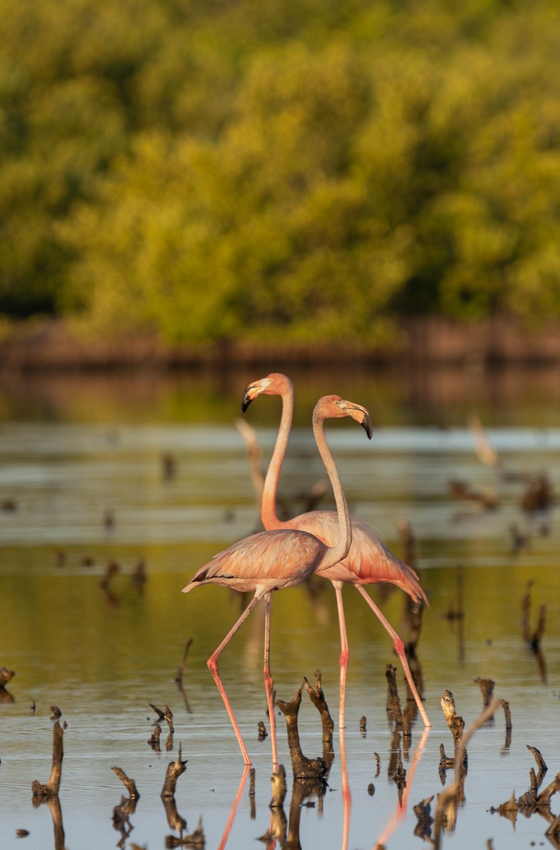 American Flamingo - Felix Figueroa