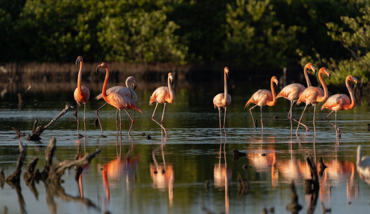 American Flamingo - Felix Figueroa