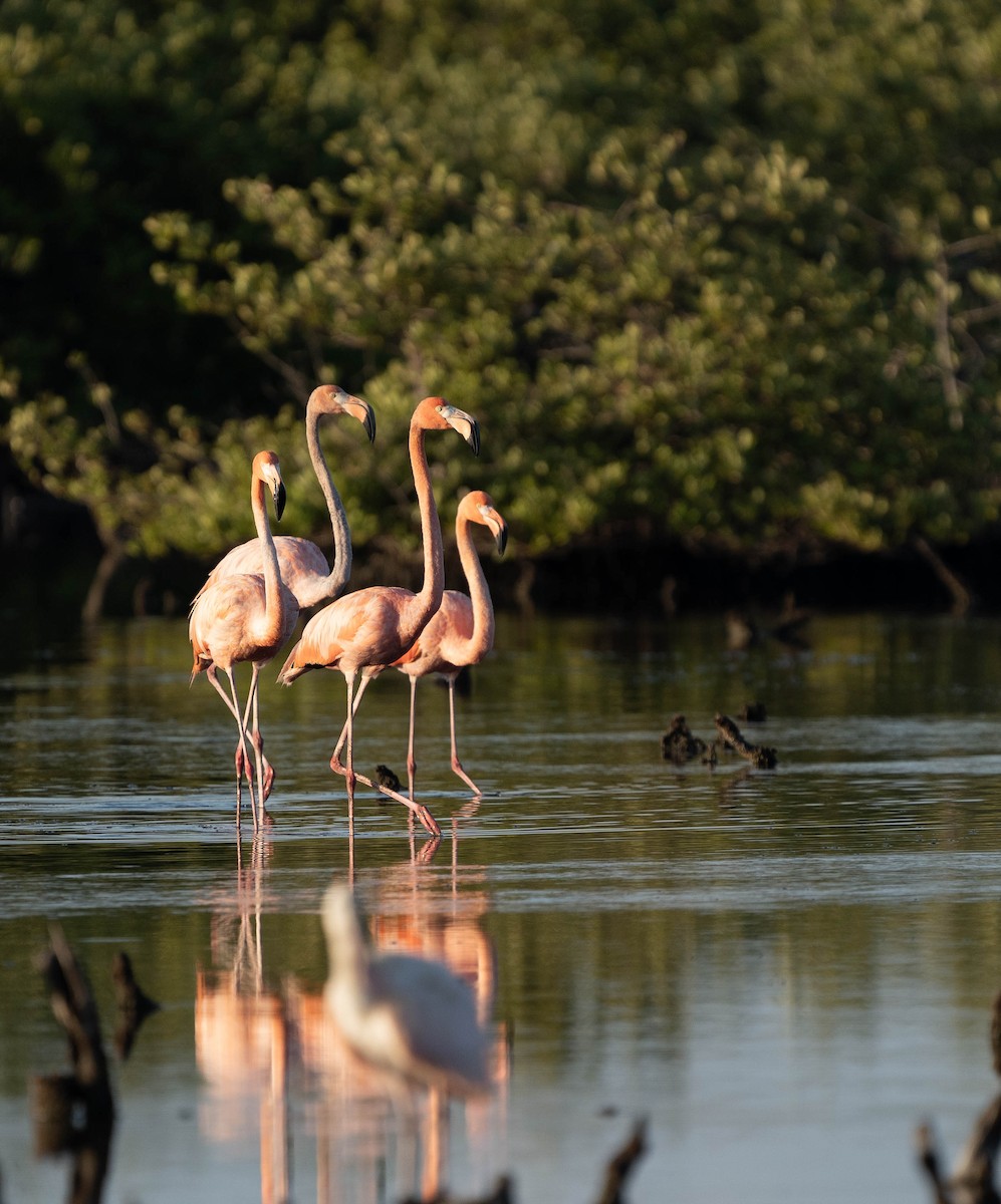 American Flamingo - Felix Figueroa