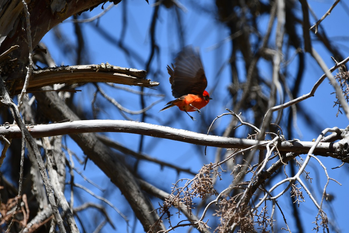 Vermilion Flycatcher - Lael Rudisill