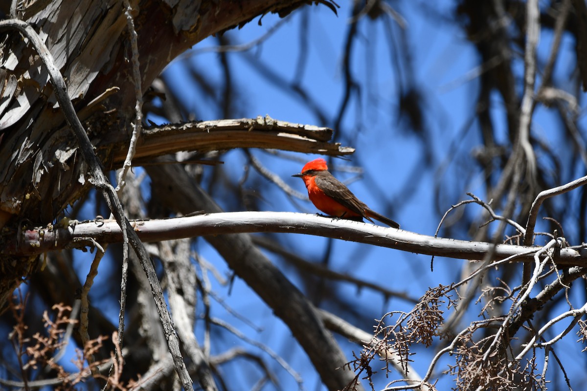 Vermilion Flycatcher - Lael Rudisill