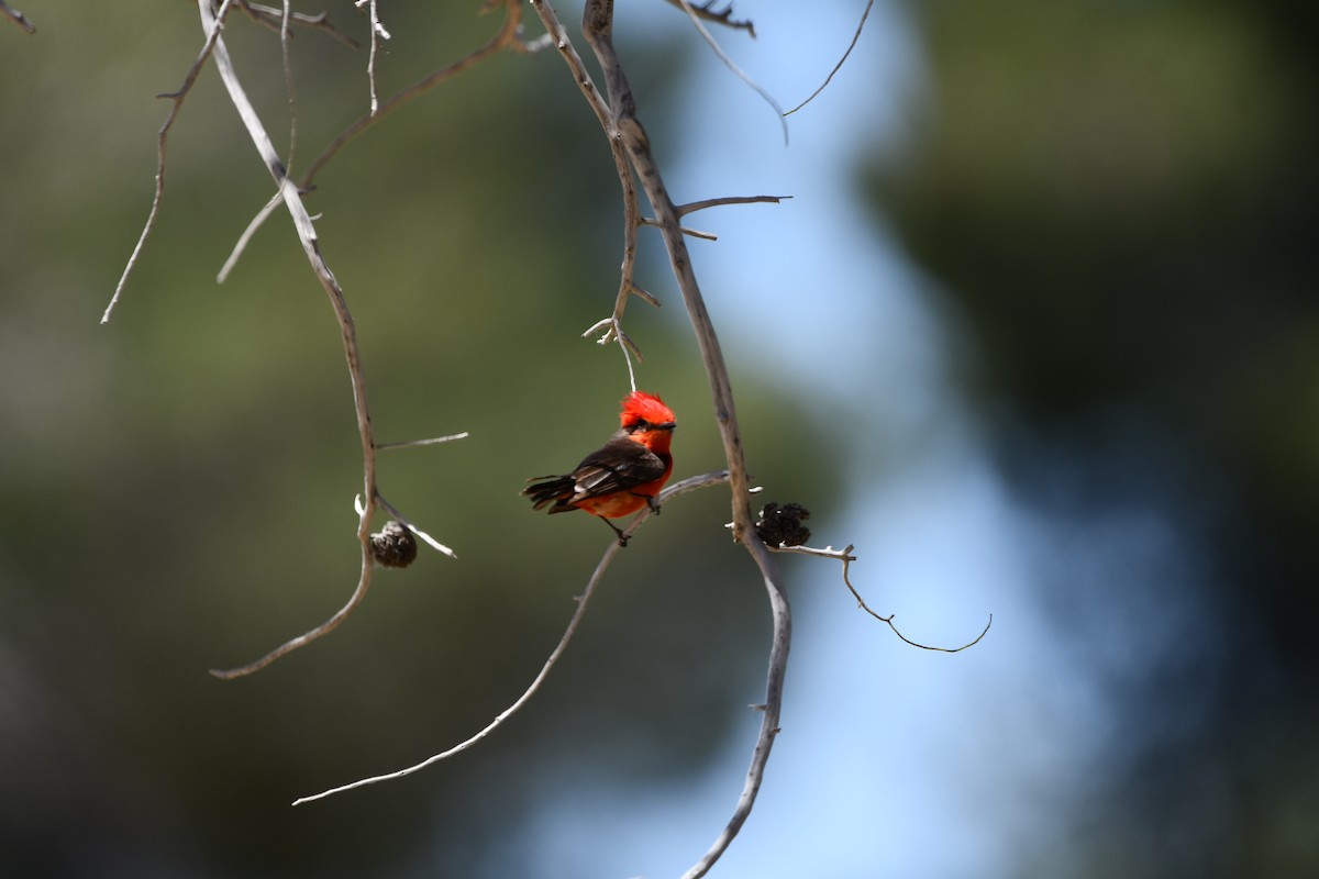 Vermilion Flycatcher - Lael Rudisill