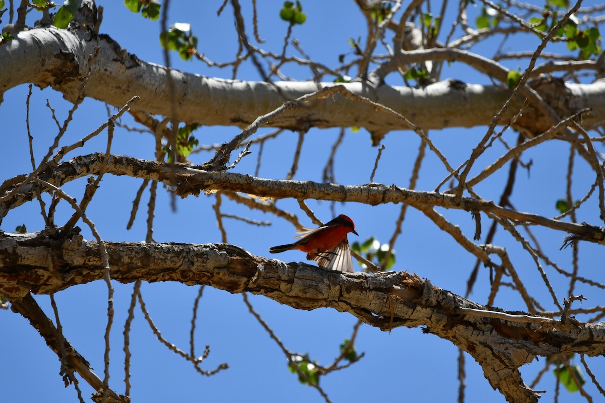 Vermilion Flycatcher - Lael Rudisill