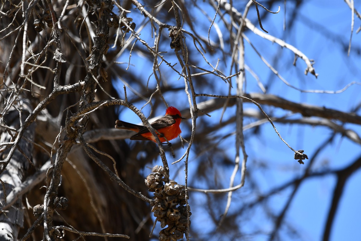 Vermilion Flycatcher - Lael Rudisill