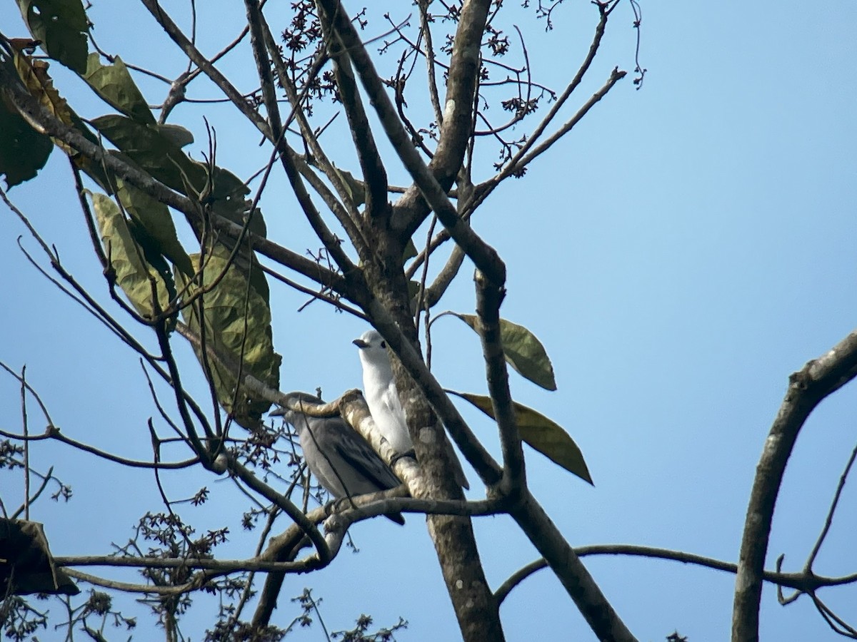 Snowy Cotinga - Roger Lambert