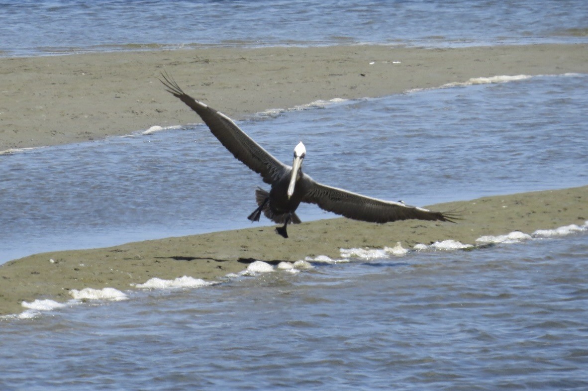 Brown Pelican - Steve Mesick