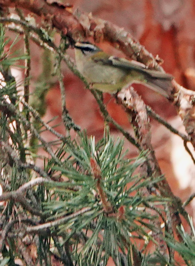 Common Firecrest - Diane Drobka