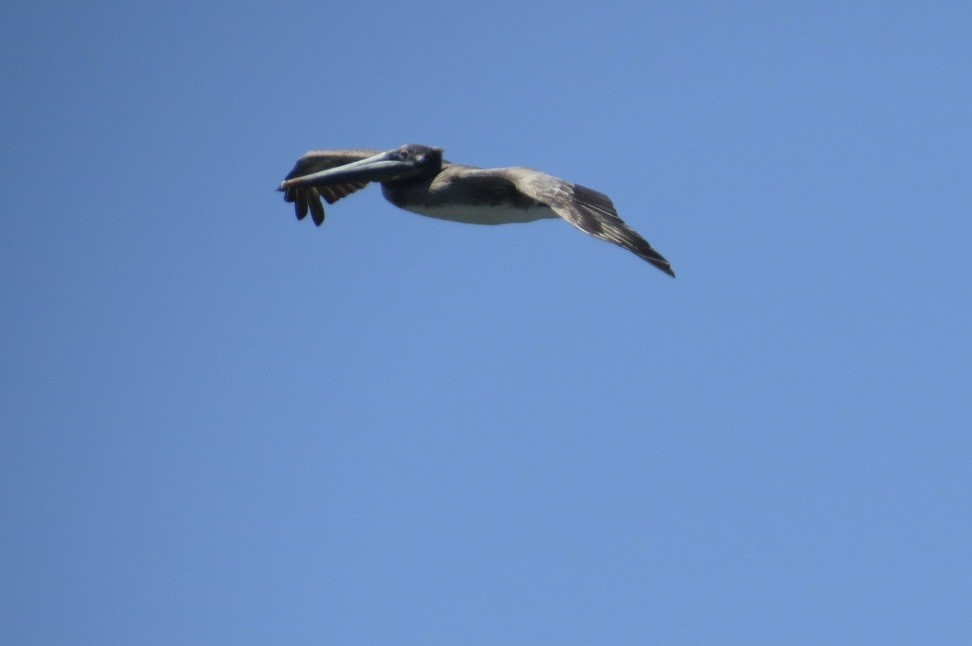 Brown Pelican - Steve Mesick