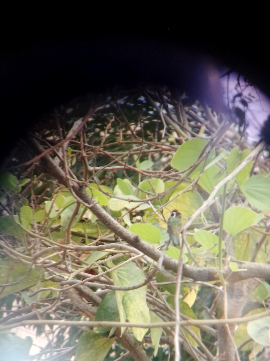 White-eared Hummingbird - Johann Hernández