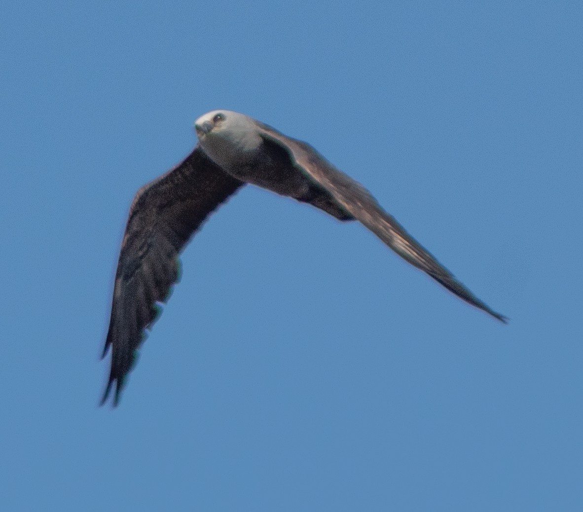 Mississippi Kite - G Stacks