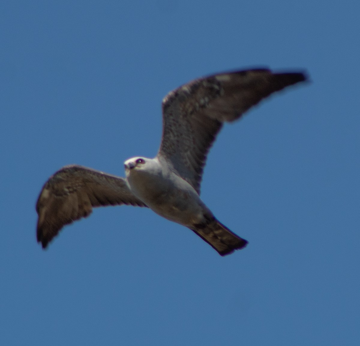 Mississippi Kite - G Stacks