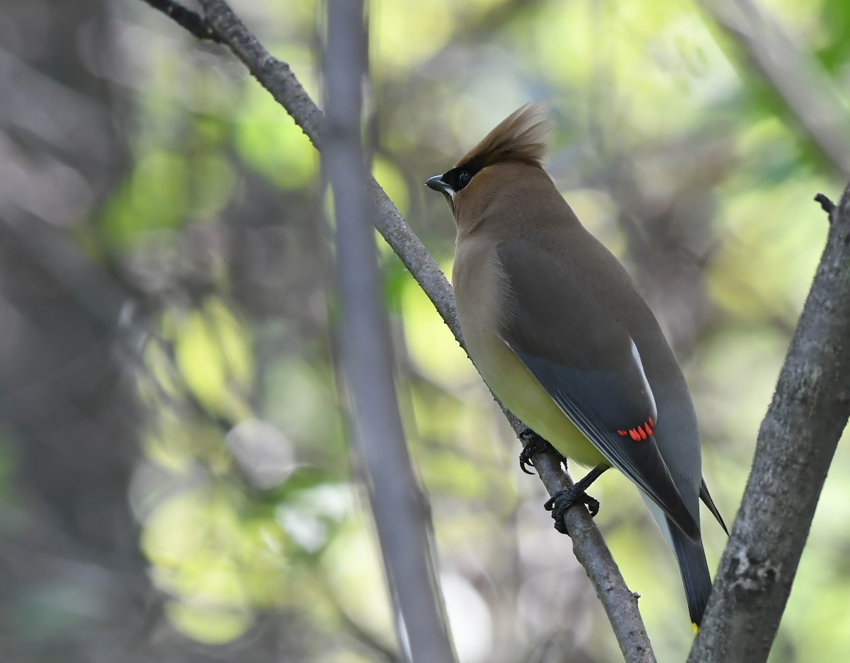 Cedar Waxwing - Daniel Thibault