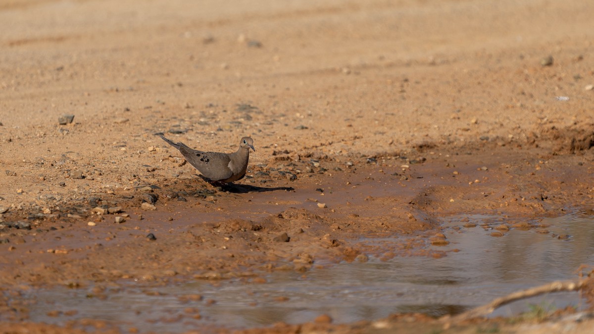 Mourning Dove - Felix Figueroa